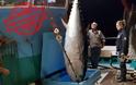 Καλύμνιοι ψαράδες έπιασαν τόνο - γίγαντα 2,74 μέτρων και 288 κιλών στην Νάξο - Δείτε φωτογραφίες - Φωτογραφία 3