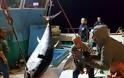 Καλύμνιοι ψαράδες έπιασαν τόνο - γίγαντα 2,74 μέτρων και 288 κιλών στην Νάξο - Δείτε φωτογραφίες - Φωτογραφία 5