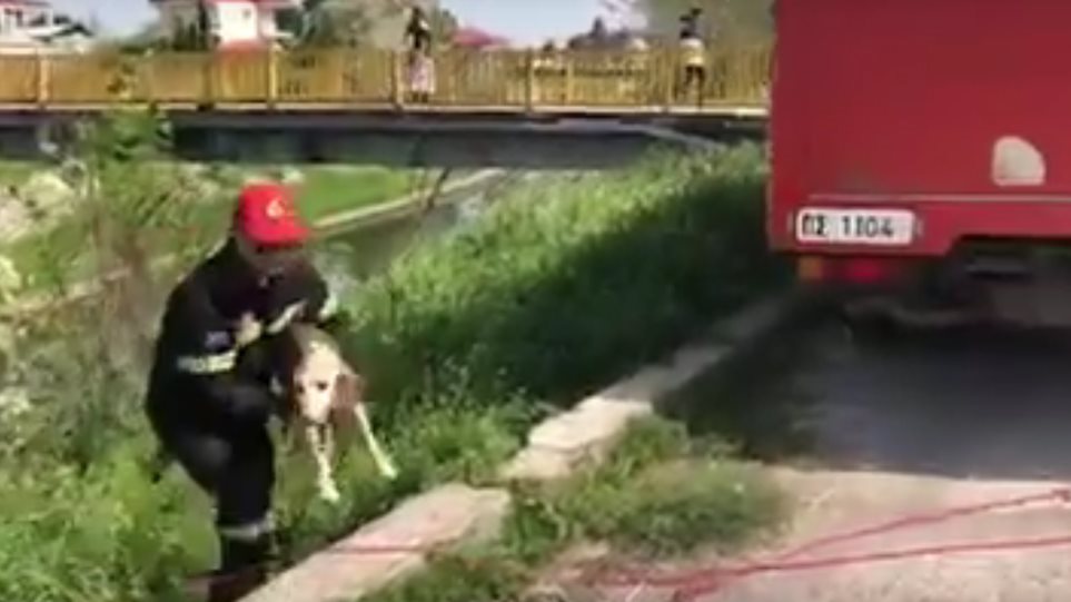 Πυροσβέστες διέσωσαν σκυλάκι από ποτάμι - Φωτογραφία 1