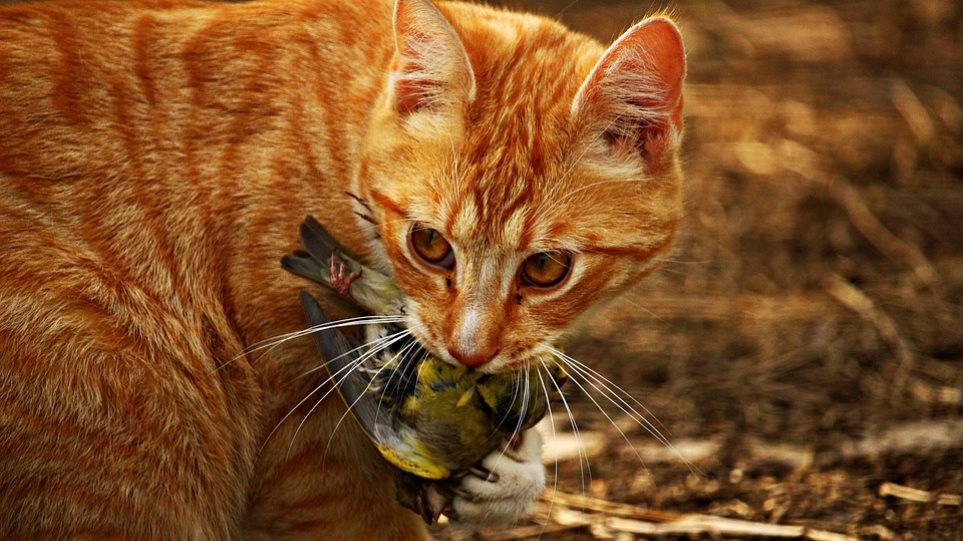 «Πόλεμο» στις γάτες κήρυξαν οι Αυστραλοί: Θέλουν να σκοτώσουν δύο εκατομμύρια μέχρι το 2020! - Φωτογραφία 1