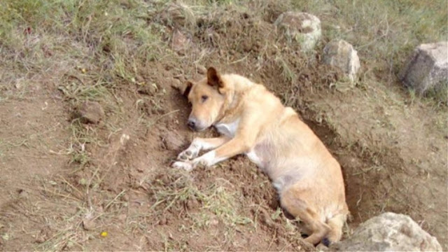 Παλλήνη: Έθαψαν ζωντανό αδέσποτο σκύλο - Φωτογραφία 1