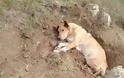 Παλλήνη: Έθαψαν ζωντανό αδέσποτο σκύλο - Φωτογραφία 1
