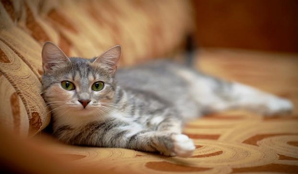 Θα σκοτώσουν εκατομμύρια γάτες πετώντας δηλητηριασμένα λουκάνικα από αεροπλάνα στην Αυστραλία - Φωτογραφία 1