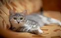 Θα σκοτώσουν εκατομμύρια γάτες πετώντας δηλητηριασμένα λουκάνικα από αεροπλάνα στην Αυστραλία