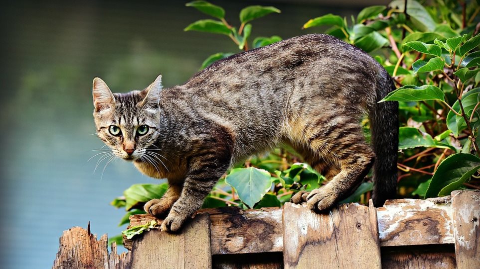 Στην Αυστραλία θα σκοτώσουν εκατομμύρια γάτες πετώντας δηλητηριασμένα λουκάνικα από αεροπλάνα! - Φωτογραφία 1