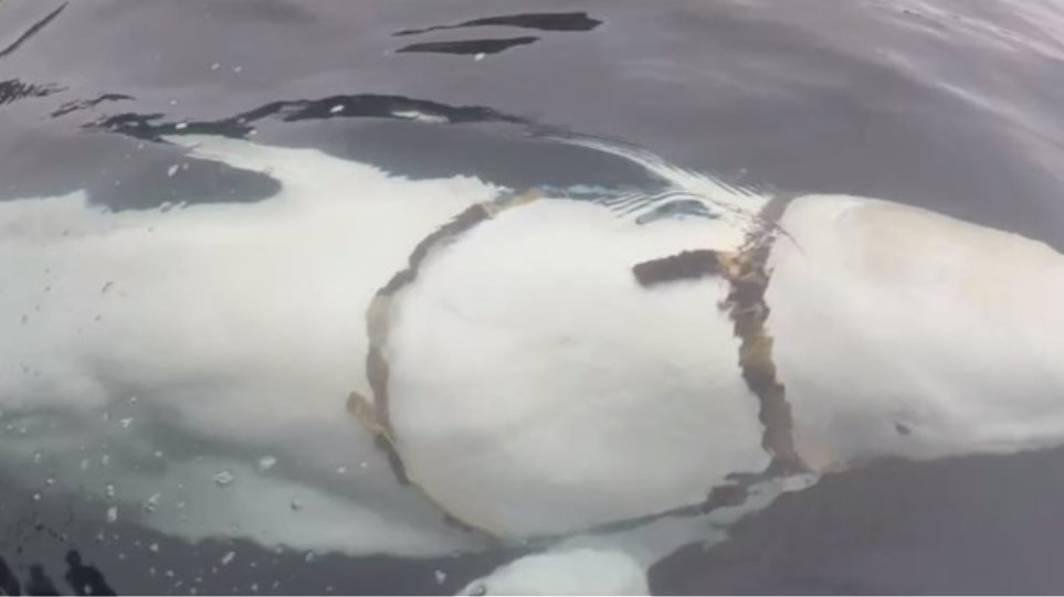 Νορβηγία: «Όπλο» των Ρώσων η λευκή φάλαινα με τη συσκευή - Φωτογραφία 1