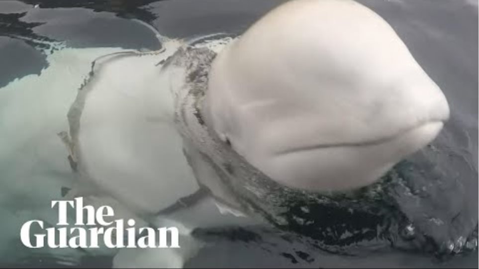 Νορβηγία: «Όπλο» των Ρώσων η λευκή φάλαινα με τη συσκευή - Φωτογραφία 2