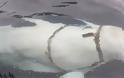 Νορβηγία: «Όπλο» των Ρώσων η λευκή φάλαινα με τη συσκευή - Φωτογραφία 1
