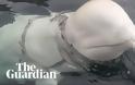 Νορβηγία: «Όπλο» των Ρώσων η λευκή φάλαινα με τη συσκευή - Φωτογραφία 2