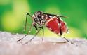 Τα επτά απλά «κόλπα» για να μην σας τσιμπήσει ούτε ένα κουνούπι! - Φωτογραφία 2