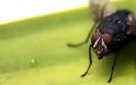 Σπιτική συνταγή για να εξαφανίσετε τις μύγες από το σπίτι σας