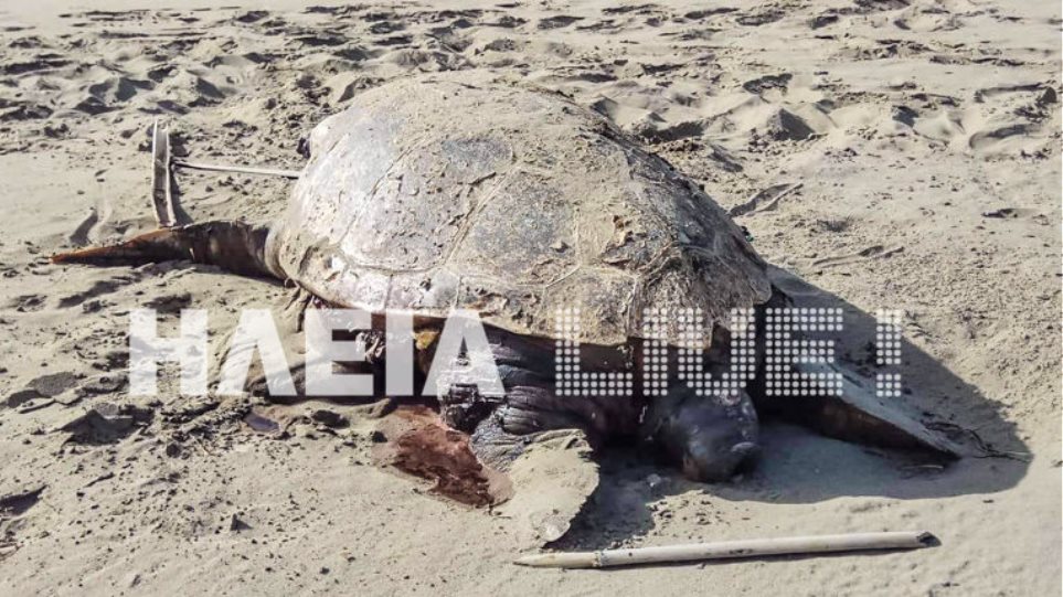 Κατάκολο: Βρίσκουν νεκρές και χτυπημένες θαλάσσιες χελώνες στην παραλία - Φωτογραφία 1