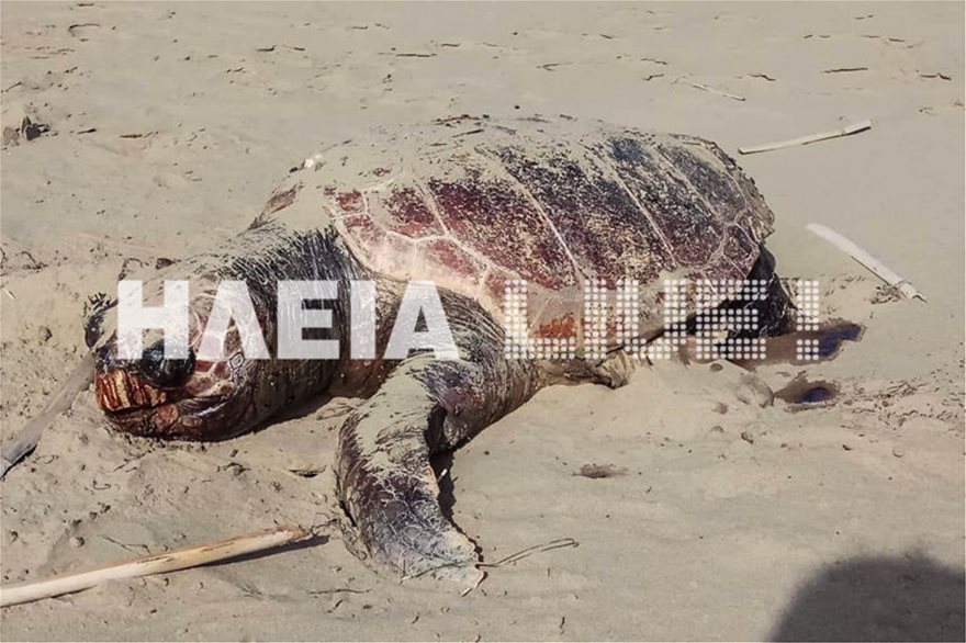 Κατάκολο: Βρίσκουν νεκρές και χτυπημένες θαλάσσιες χελώνες στην παραλία - Φωτογραφία 2