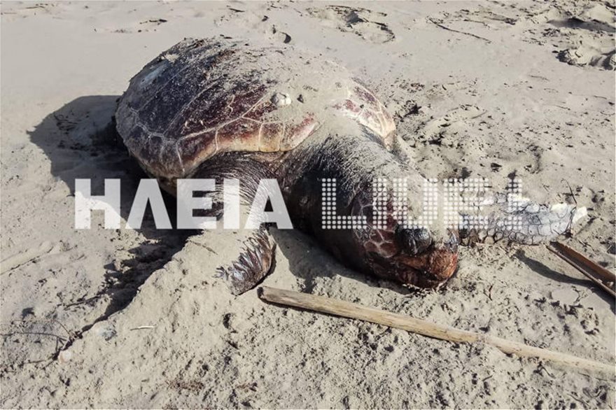 Κατάκολο: Βρίσκουν νεκρές και χτυπημένες θαλάσσιες χελώνες στην παραλία - Φωτογραφία 3
