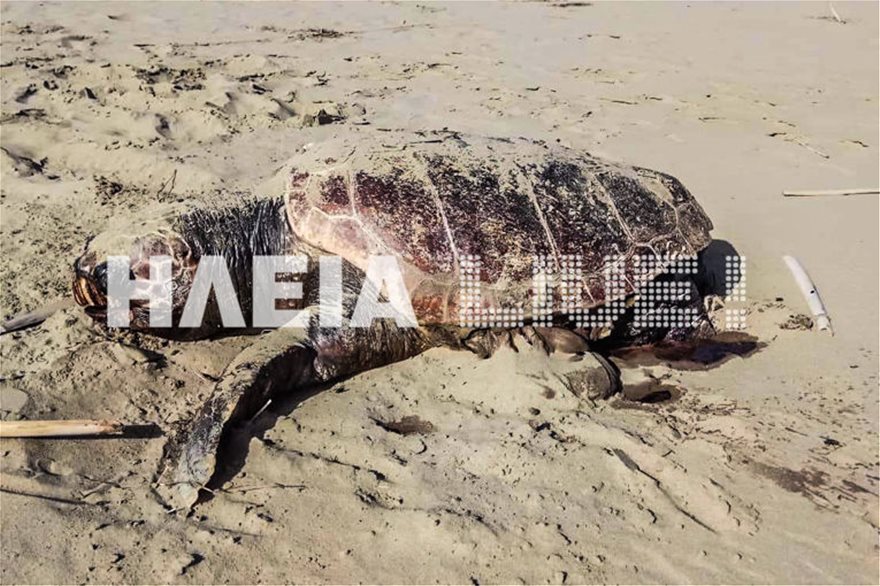 Κατάκολο: Βρίσκουν νεκρές και χτυπημένες θαλάσσιες χελώνες στην παραλία - Φωτογραφία 4