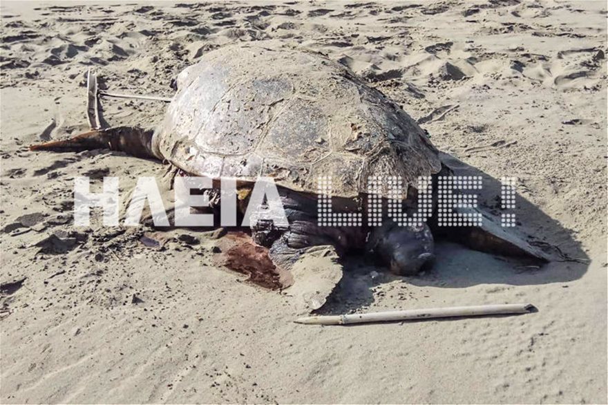 Κατάκολο: Βρίσκουν νεκρές και χτυπημένες θαλάσσιες χελώνες στην παραλία - Φωτογραφία 5
