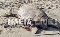 Κατάκολο: Βρίσκουν νεκρές και χτυπημένες θαλάσσιες χελώνες στην παραλία