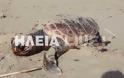 Κατάκολο: Βρίσκουν νεκρές και χτυπημένες θαλάσσιες χελώνες στην παραλία - Φωτογραφία 2