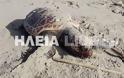 Κατάκολο: Βρίσκουν νεκρές και χτυπημένες θαλάσσιες χελώνες στην παραλία - Φωτογραφία 3