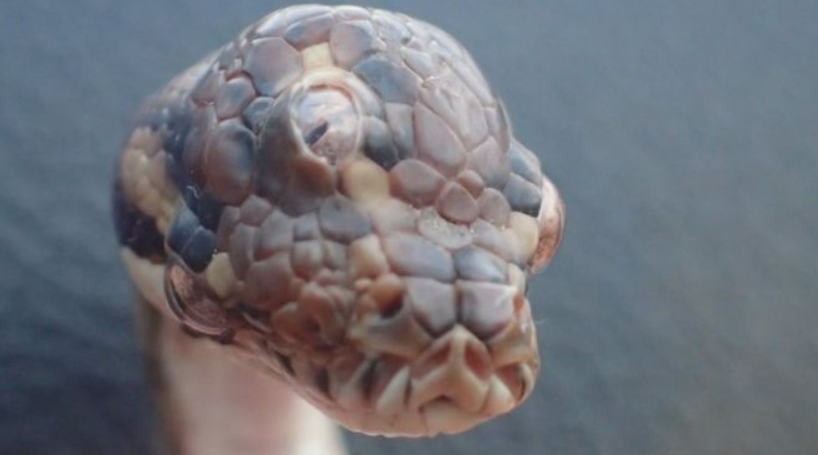 Φίδι με τρία μάτια βρέθηκε στην Αυστραλία (βίντεο) - Φωτογραφία 1