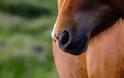 Αμφιλοχία: Πυροβόλησε άλογο με κυνηγετικό όπλο και αναζητείται
