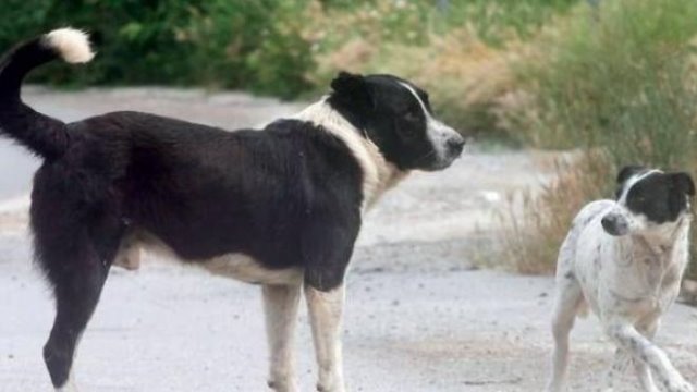 Δρυμός Βόνιτσας: Αναζητείται άνδρας που έδεσε με σύρμα τον λαιμό αδέσποτου σκύλου - Φωτογραφία 1