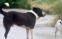 Δρυμός Βόνιτσας: Αναζητείται άνδρας που έδεσε με σύρμα τον λαιμό αδέσποτου σκύλου