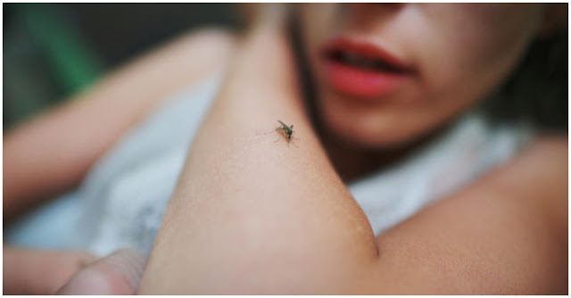 Οχτώ κόλπα για να μην σας τσιμπήσει φέτος ούτε ένα κουνούπι! - Φωτογραφία 1