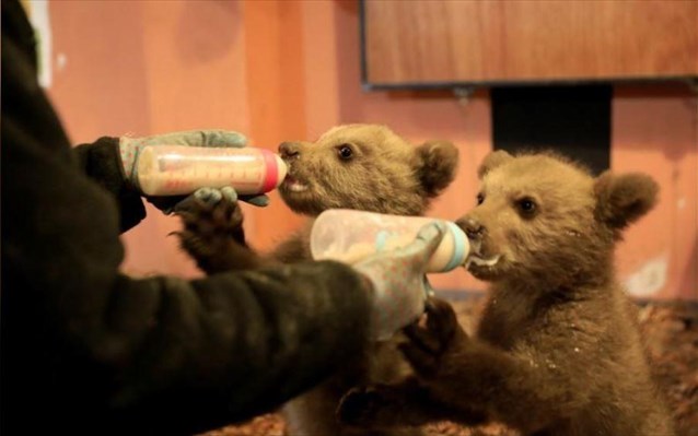 Νυμφαίο: Δύο αρκουδάκια χωρίς μητέρα προετοιμάζονται για την άγρια ζωή - Φωτογραφία 1