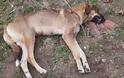 Δολοφόνησαν πάνω από 20 σκυλιά με φόλες στη Τιθορέα