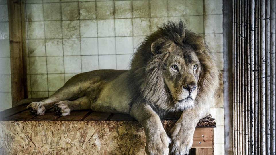 Ασφαλή τα τρία λιοντάρια από τον «χειρότερο ζωολογικό κήπο της Ευρώπης» στην Αλβανία - Φωτογραφία 1