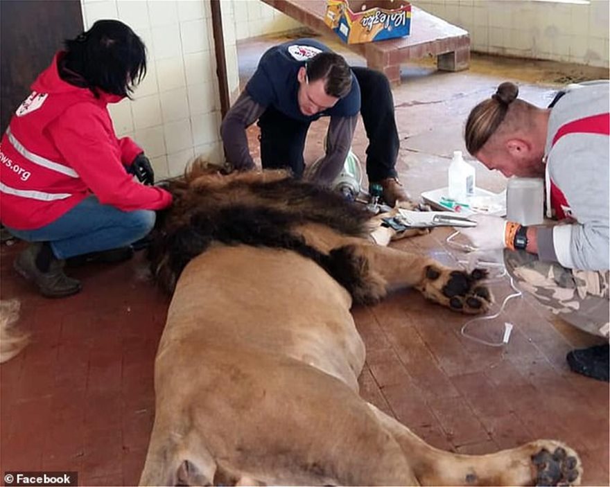 Ασφαλή τα τρία λιοντάρια από τον «χειρότερο ζωολογικό κήπο της Ευρώπης» στην Αλβανία - Φωτογραφία 3