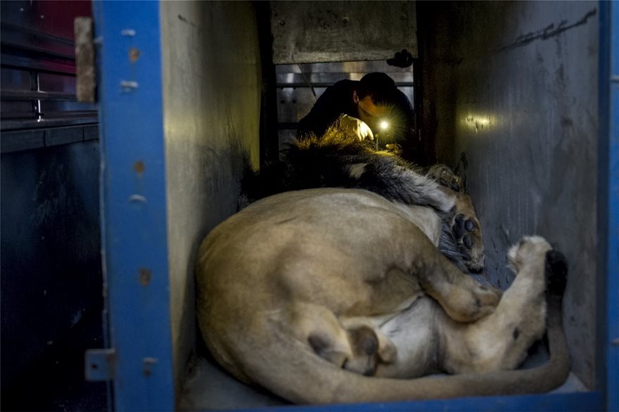 Ασφαλή τα τρία λιοντάρια από τον «χειρότερο ζωολογικό κήπο της Ευρώπης» στην Αλβανία - Φωτογραφία 4