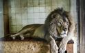Ασφαλή τα τρία λιοντάρια από τον «χειρότερο ζωολογικό κήπο της Ευρώπης» στην Αλβανία