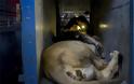 Ασφαλή τα τρία λιοντάρια από τον «χειρότερο ζωολογικό κήπο της Ευρώπης» στην Αλβανία - Φωτογραφία 4