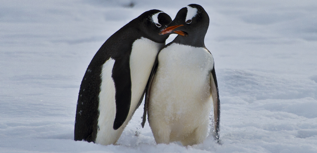 Η δεύτερη μεγαλύτερη αποικία πιγκουίνων χάθηκε σε μία νύχτα λόγω της υπερθέρμανσης του πλανήτη (vid) - Φωτογραφία 1