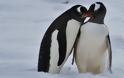 Η δεύτερη μεγαλύτερη αποικία πιγκουίνων χάθηκε σε μία νύχτα λόγω της υπερθέρμανσης του πλανήτη (vid)