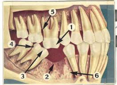 Γιατί χάνεται ένα δόντι; Απώλεια δοντιού, αιτία, συνέπειες, πρόληψη, αντιμετώπιση - Φωτογραφία 7