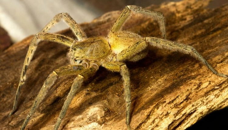 Αράχνη σε τσιμπάει και το δηλητήριο της προκαλεί 4ωρη στuση - Φωτογραφία 1