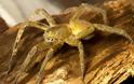 Αράχνη σε τσιμπάει και το δηλητήριο της προκαλεί 4ωρη στuση