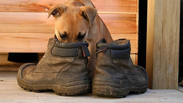 Τι πρέπει να κάνετε για να μη μυρίζουν τα παπούτσια σας; - Φωτογραφία 1