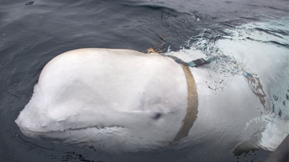 Το μυστήριο της λευκής φάλαινας: «Κατάσκοπος» της Ρωσίας ή ζώο θεραπευτικής επαφής - Φωτογραφία 1