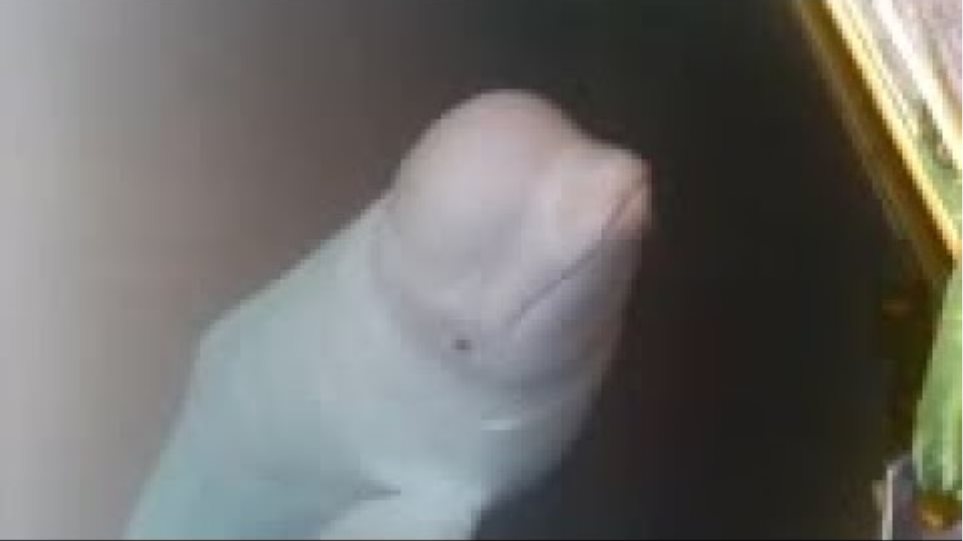 Το μυστήριο της λευκής φάλαινας: «Κατάσκοπος» της Ρωσίας ή ζώο θεραπευτικής επαφής - Φωτογραφία 2