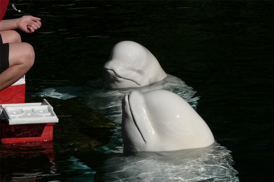 Το μυστήριο της λευκής φάλαινας: «Κατάσκοπος» της Ρωσίας ή ζώο θεραπευτικής επαφής - Φωτογραφία 3