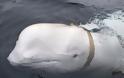 Το μυστήριο της λευκής φάλαινας: «Κατάσκοπος» της Ρωσίας ή ζώο θεραπευτικής επαφής