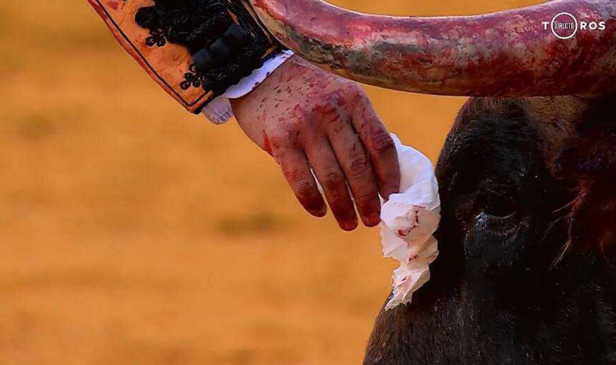 «Αρρωστημένος σαδιστής» - Ταυρομάχος σκουπίζει τα μάτια αιμόφυρτου ταύρου πριν τον σκοτώσει και προκαλεί οργή - Φωτογραφία 2