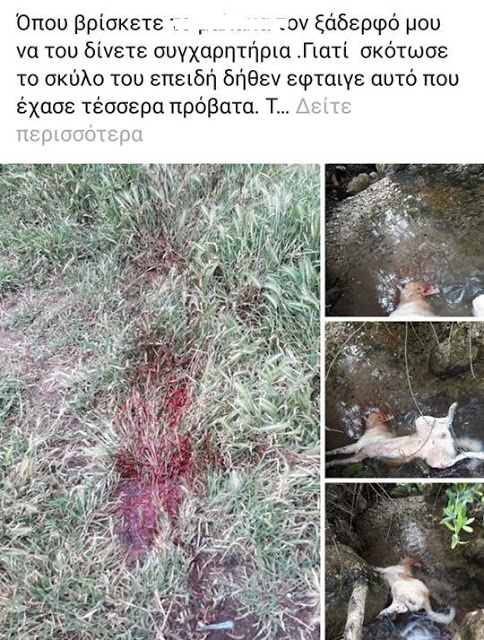 Ξηρόμερο: κατήγγειλε τον ξάδερφο του μέσω facebook πως σκότωσε σκύλο-δικογραφία από την Αστυνομία - Φωτογραφία 2