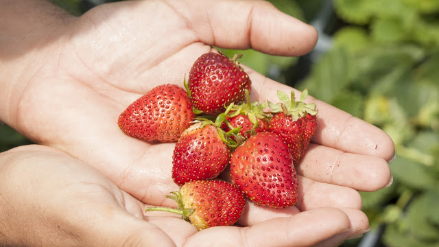 Θέλετε να καλλιεργήσετε δικές σας φράουλες; Όλα όσα πρέπει να γνωρίζετε! - Φωτογραφία 1