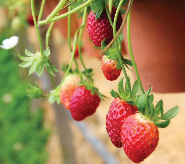 Θέλετε να καλλιεργήσετε δικές σας φράουλες; Όλα όσα πρέπει να γνωρίζετε! - Φωτογραφία 2