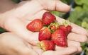 Θέλετε να καλλιεργήσετε δικές σας φράουλες; Όλα όσα πρέπει να γνωρίζετε!